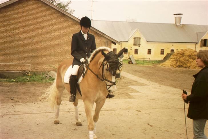 Tyroler Haflinger Nocturne Lundgaard - Dressur stævne Tobøl 2004 billede 20