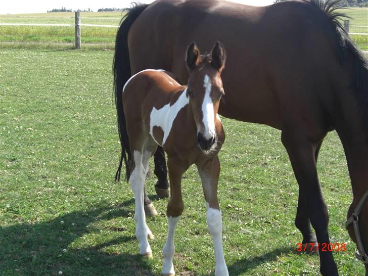 Pinto Cornelius Wild La´Zee billede 18