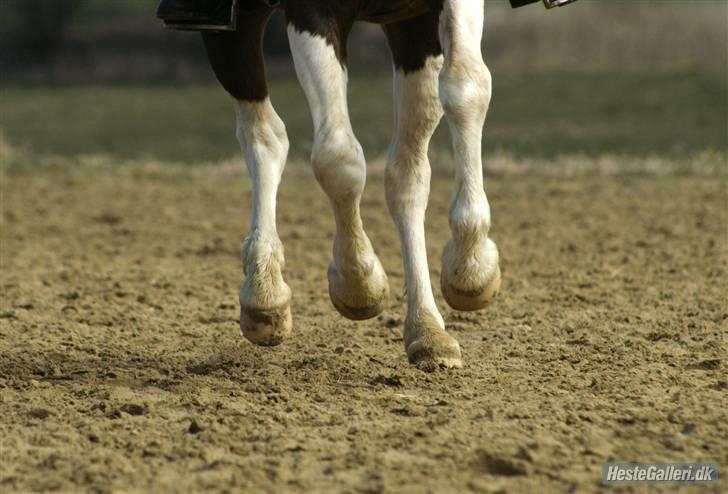 Pinto samo  - samo i gallop billede 9