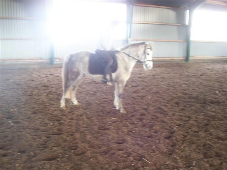 Anden særlig race Daimond solgt - 2) billede 2