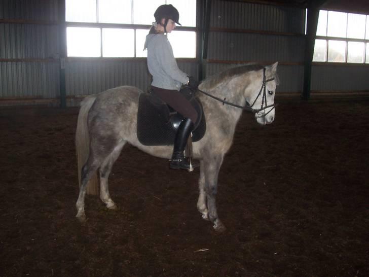 Anden særlig race Daimond solgt - 3) billede 3