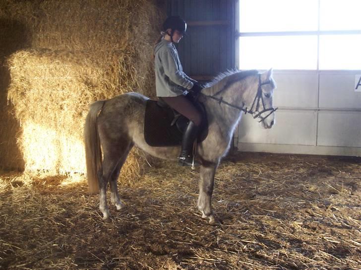 Anden særlig race Daimond solgt - 4) billede 4