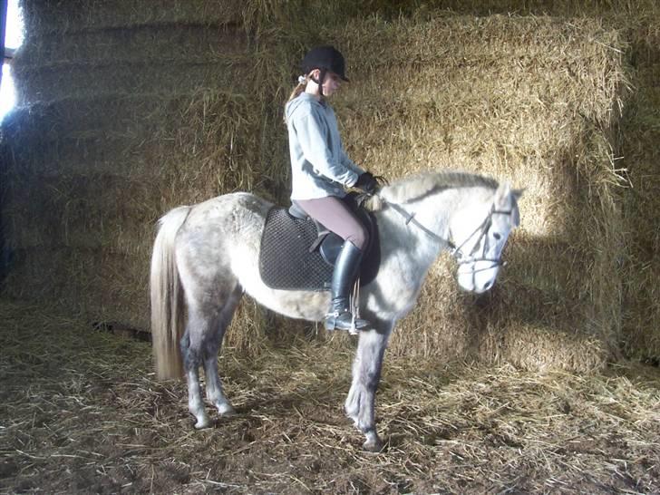 Anden særlig race Daimond solgt - 5) billede 5