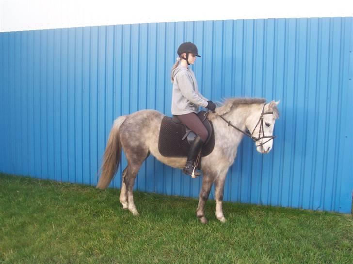 Anden særlig race Daimond solgt - 6) billede 6