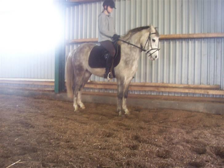 Anden særlig race Daimond solgt - 7) billede 7