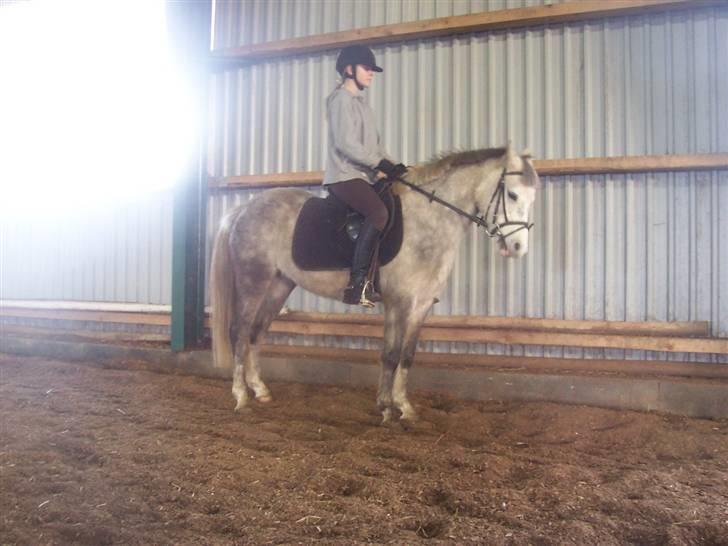 Anden særlig race Daimond solgt - 8) billede 8