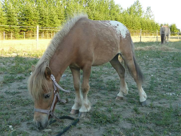 Miniature Tarzan billede 5