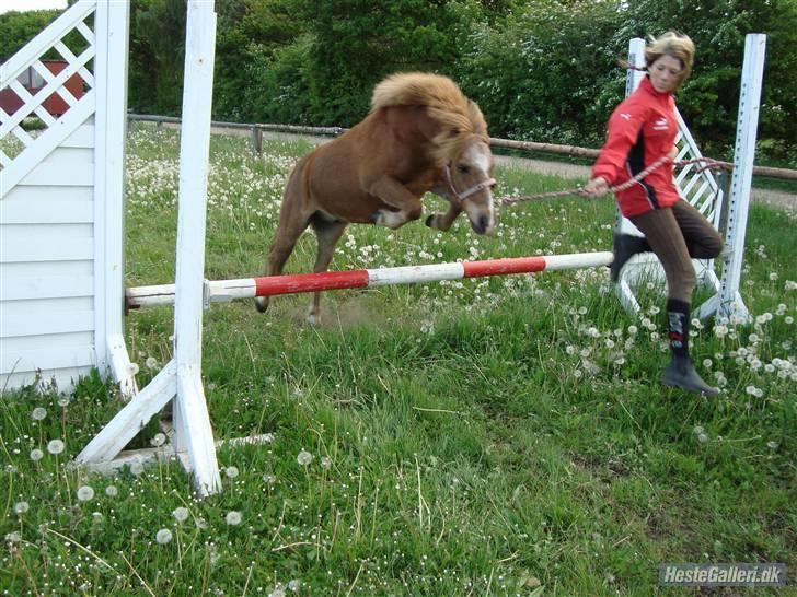 Anden særlig race Samson billede 2