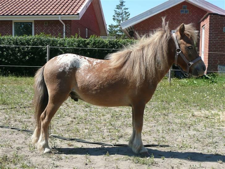 Miniature Tarzan billede 6