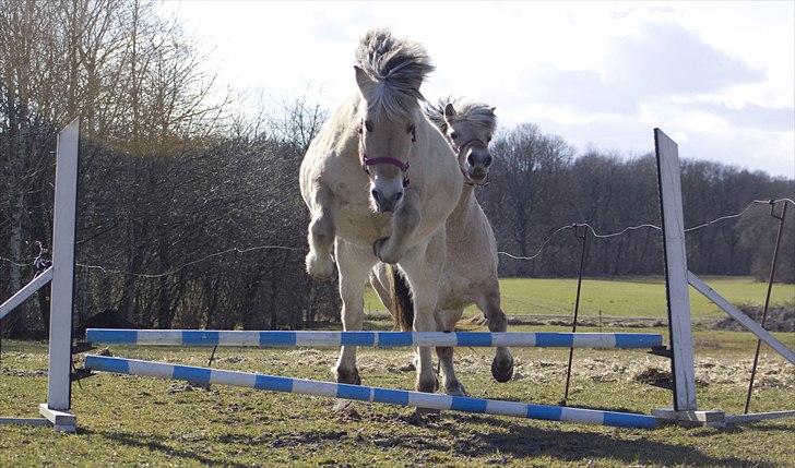 Fjordhest Lulu - Foto: Lisa Hornbæk billede 17