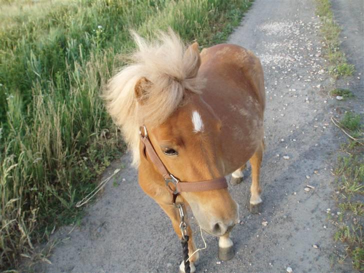 Shetlænder Nynne R.I.P. 19 Juli 2008 - Nynne ude og gå tur for 1. gang billede 10