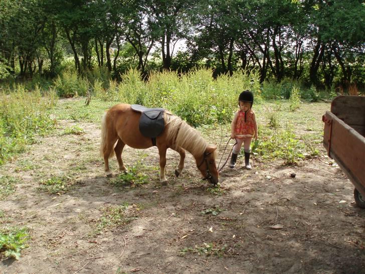 Shetlænder Nynne R.I.P. 19 Juli 2008 - Emeli hygger med Nynne, før hun skal op og sidde for 1. gang billede 12