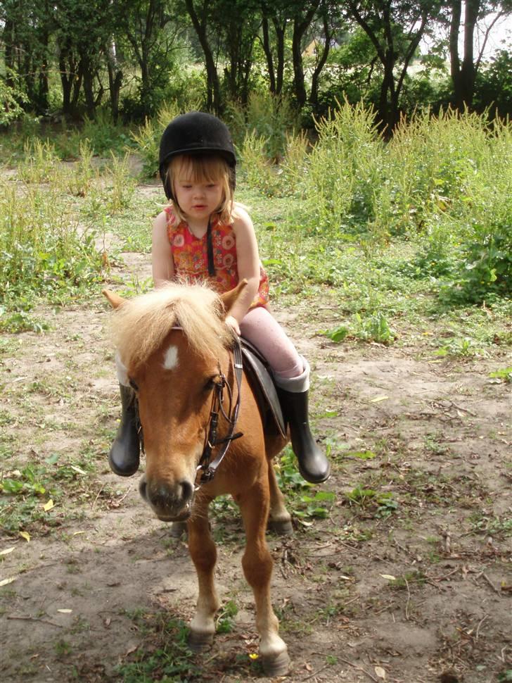 Shetlænder Nynne R.I.P. 19 Juli 2008 - Nynne med rytter for 1. gang  billede 13