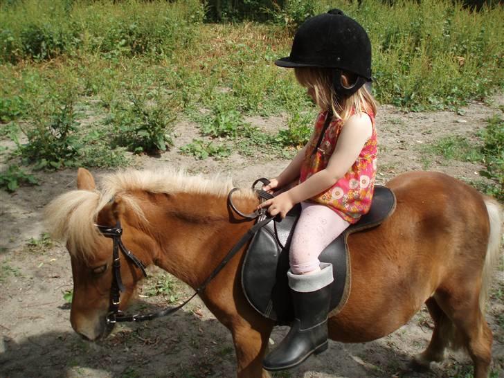 Shetlænder Nynne R.I.P. 19 Juli 2008 billede 14