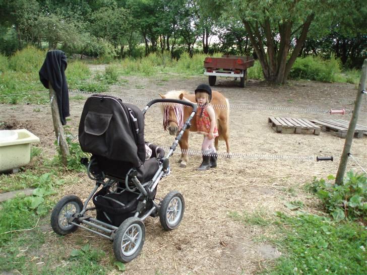 Shetlænder Nynne R.I.P. 19 Juli 2008 - Emeli fortæller Theis at Nynne er hendes nye pony :0) billede 15