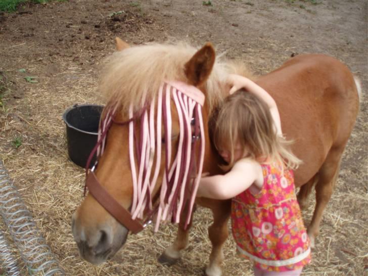 Shetlænder Nynne R.I.P. 19 Juli 2008 - Elsker dig  Nynne billede 16