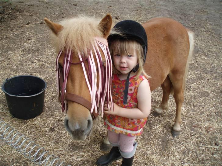 Shetlænder Nynne R.I.P. 19 Juli 2008 - Mig og Min pony billede 17