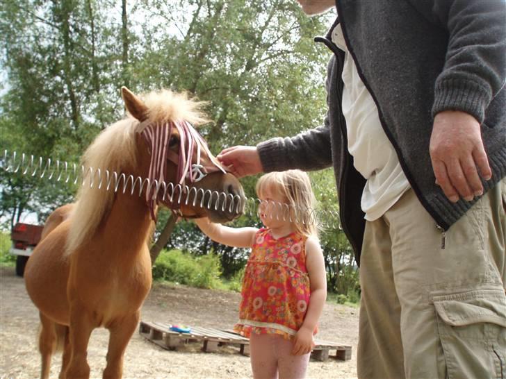 Shetlænder Nynne R.I.P. 19 Juli 2008 - Emeli viser Nynne til Farfar og fortæller, han ikke må gå ind til hende :0) billede 18