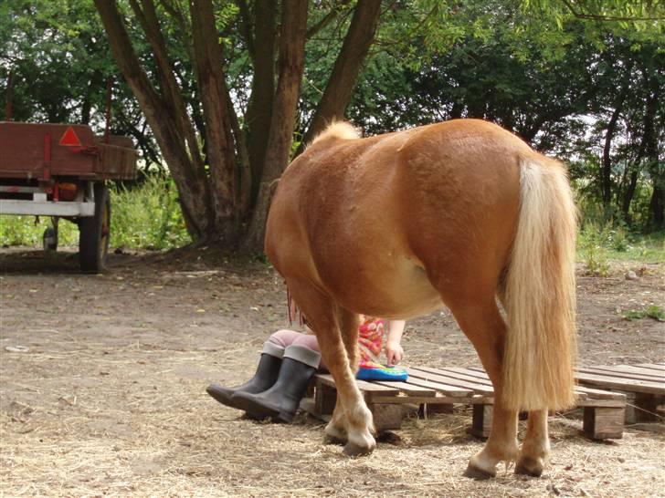 Shetlænder Nynne R.I.P. 19 Juli 2008 - Tak for i dag. Emeli spiller et stykke musik for Nynne... billede 19