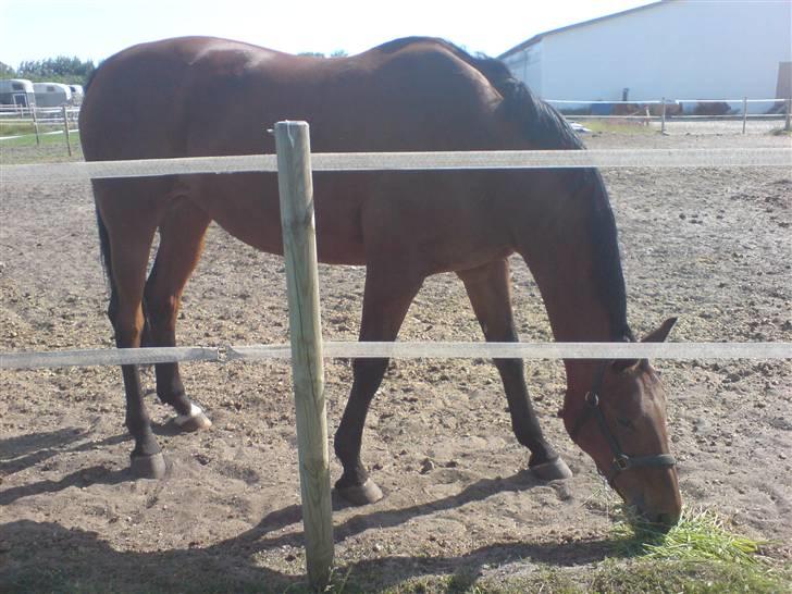 Dansk Varmblod Savannah - Efter ridning er jeg lige ude og rolle mig på jordfolden =D billede 6