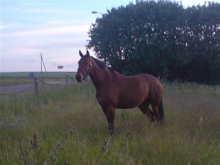 Dansk Varmblod Savannah - ja sommer græs =D billede 7
