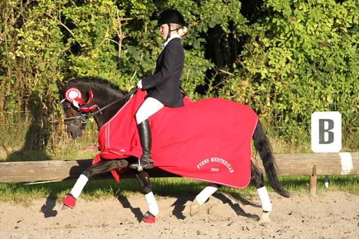 Welsh Mountain (sec A) Fakla Gerald A-pony  ¤Solgt¤ - Fynsmester for hold 2010! :p billede 6