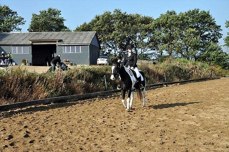 Pinto Enghøjgård's Tøsen billede 12