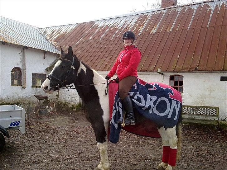 Pinto Enghøjgård's Tøsen - NYT!! d. 22/1 -2011 Tøsen i sit Eskadron outfit :D billede 13