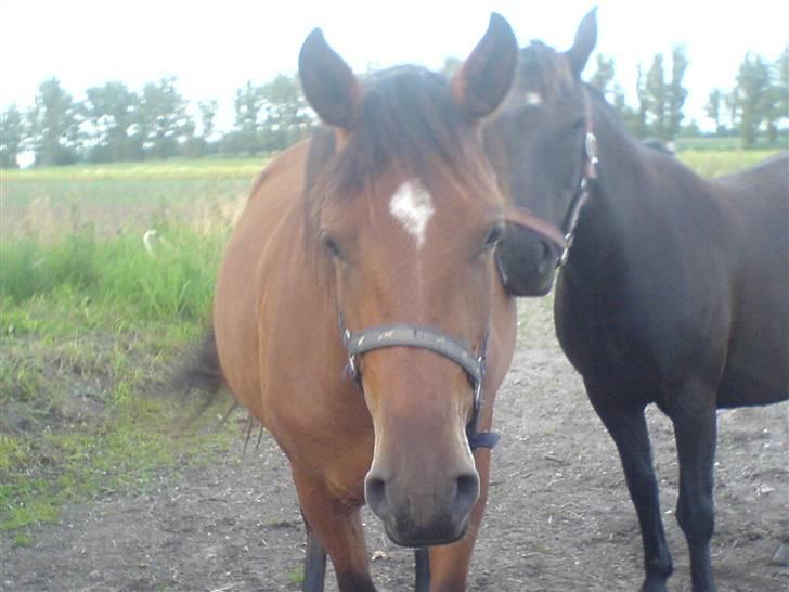 Anden særlig race Pipalu billede 7