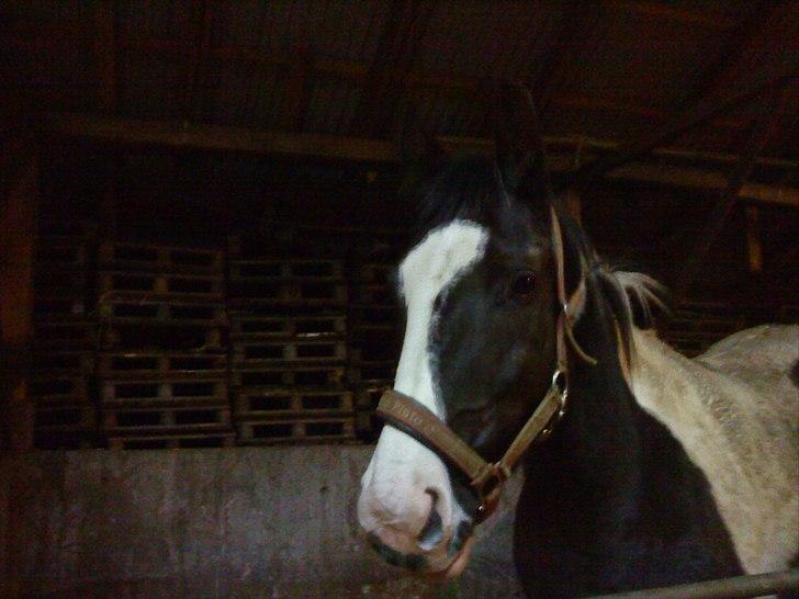 Pinto Enghøjgård's Tøsen billede 16