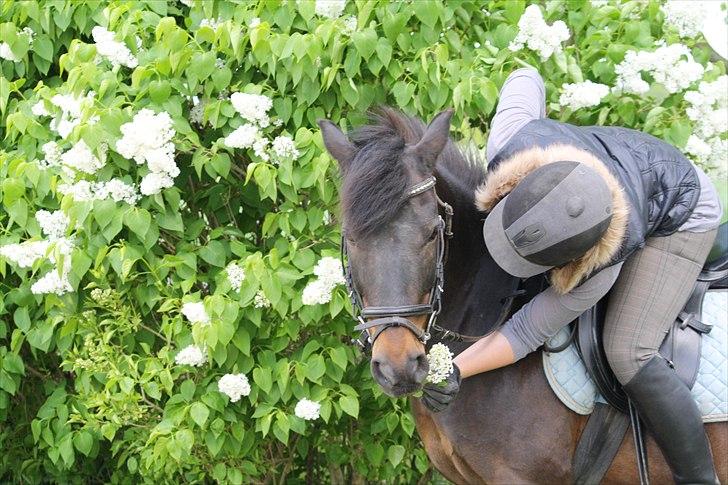 Anden særlig race skipper *Pensioneret - 20/5 2011 billede 13