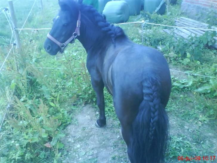 Shetlænder bob. solgt - ihh, de damer ser søde ud derover billede 7