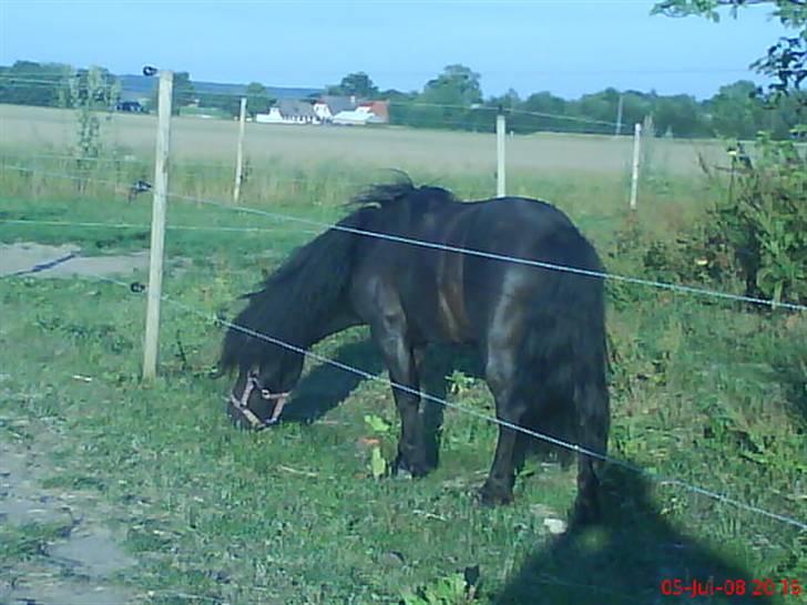 Shetlænder bob. solgt - sådan ser bob ud efter 3mdr hos mig billede 8