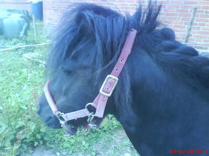 Shetlænder bob. solgt - ja håret bag ørene så kan man jo bedre se på damer billede 9