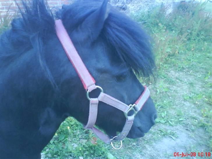 Shetlænder bob. solgt billede 10