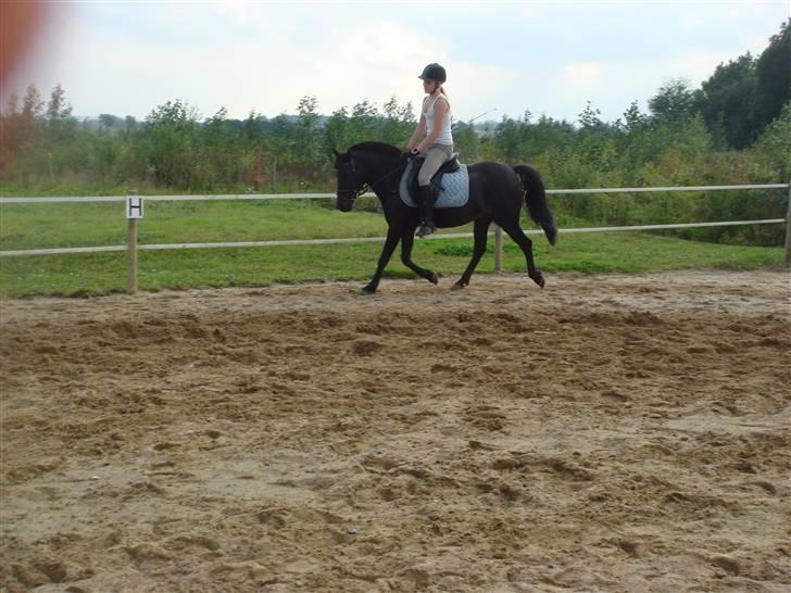 Anden særlig race skipper *Pensioneret - dressur sidst på sommeren 2009 (: billede 14