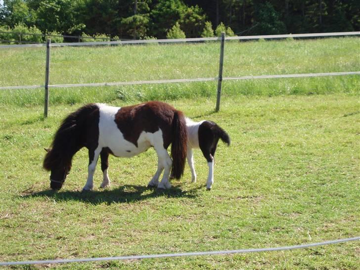 Shetlænder Lille Nanna billede 1