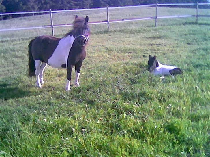 Shetlænder Lille Nanna billede 2