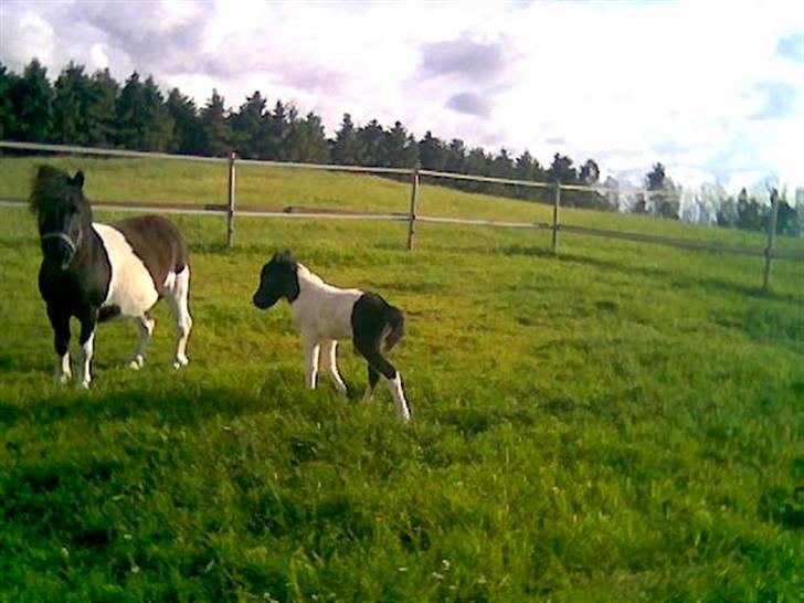 Shetlænder Lille Nanna billede 3