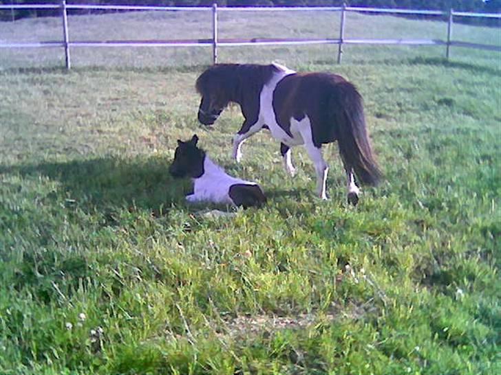 Shetlænder Lille Nanna billede 4
