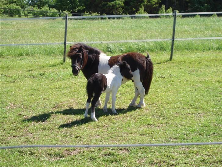 Shetlænder Lille Nanna billede 5