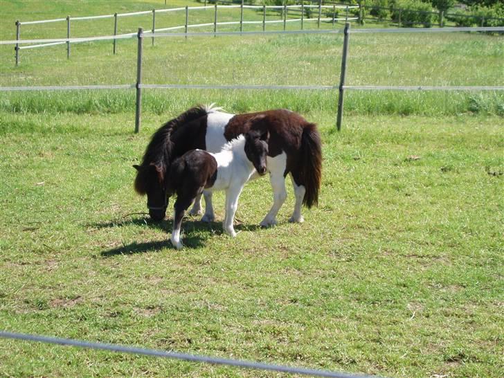 Shetlænder Lille Nanna billede 6