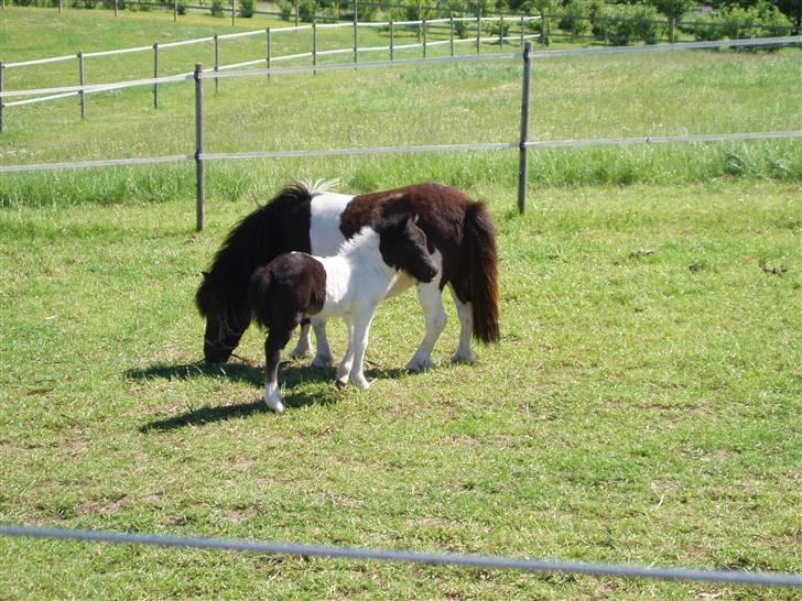 Shetlænder Lille Nanna billede 7