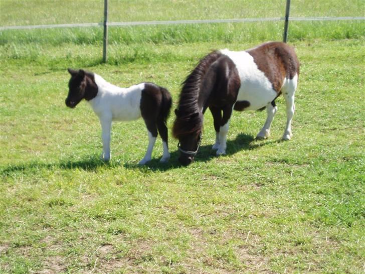 Shetlænder Lille Nanna billede 8