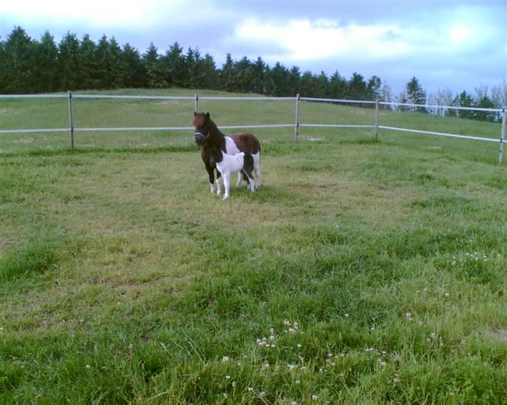 Shetlænder Lille Nanna billede 9