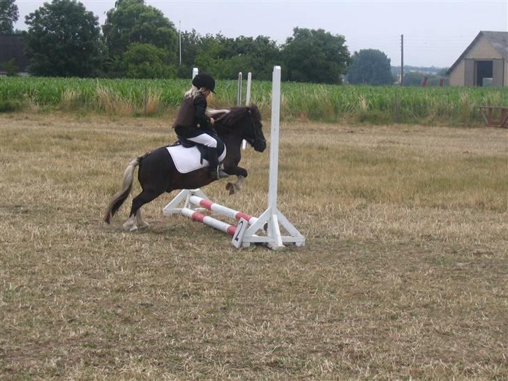 Shetlænder Ferrari  billede 15