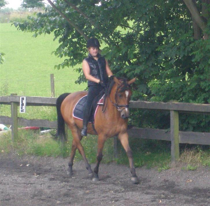 Anden særlig race Panick ( Solgt ) - R.I.P <3 - ». Panick til undervisning, næsten lige da jeg havde fået hende. billede 3