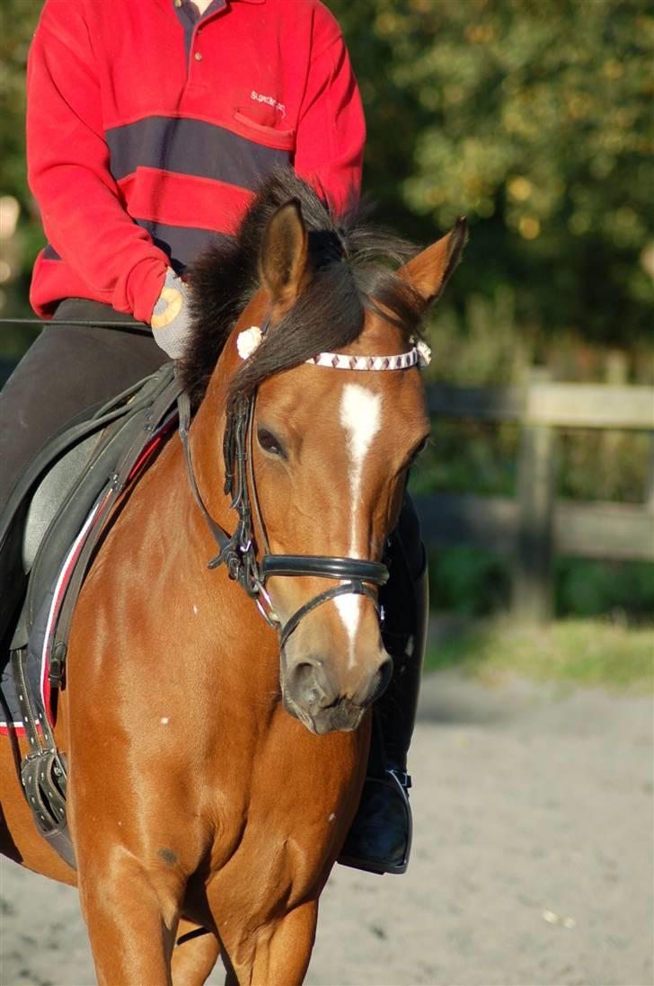 Anden særlig race Panick ( Solgt ) - R.I.P <3 - ». Smukke Panick en dejlig sommerdag. billede 5