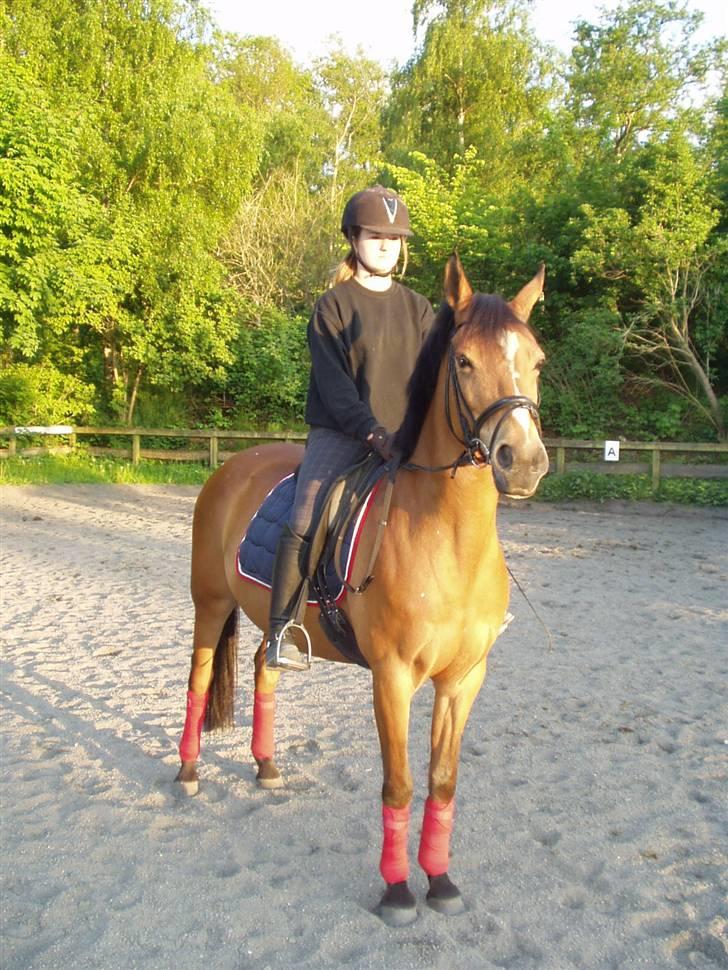 Anden særlig race Panick ( Solgt ) - R.I.P <3 - ». Panick en dejlig sommer aften. Lige inden vi flyttede på Bar. billede 6