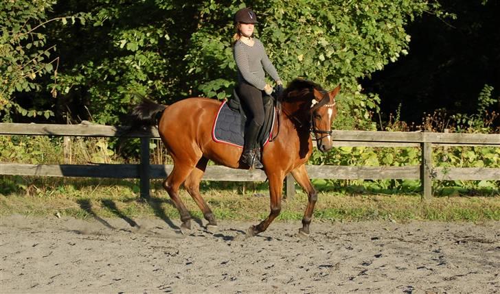 Anden særlig race Panick ( Solgt ) - R.I.P <3 - ». Panick en dejlig sommer aften. billede 7